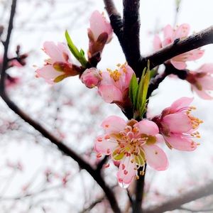 Meet your Posher, Kao